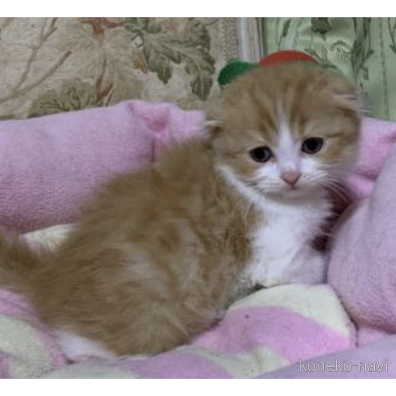販売中の神奈川県のスコティッシュフォールド(折れ耳)-122782の2枚目